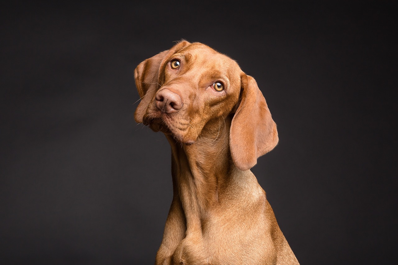 Parasietenadvies op maat voor de hond